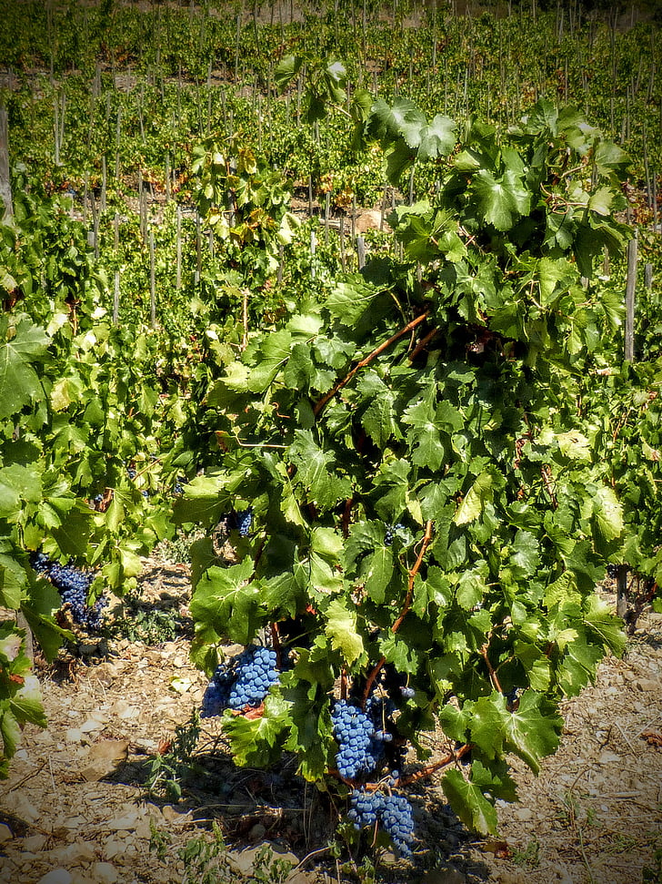 vignoble, Priorat, raisins, vert, le champ, production de vin, moisson