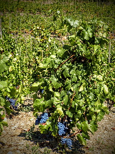 wijngaard, Priorat, druiven, groen, het veld, wijnproductie, oogst