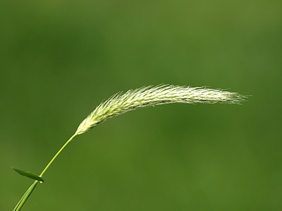blade of grass, grass seed, grass, close, macro