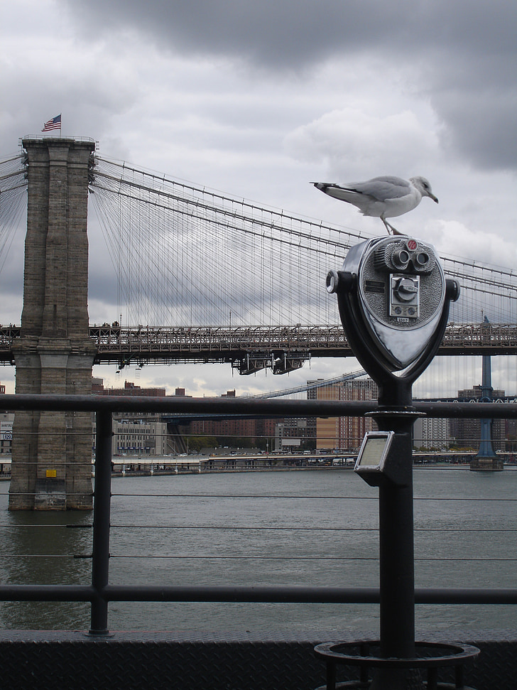 new york, Brooklyn, br, Brooklyn bridge, landmärke, new york city, Seagull