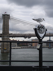 New york, Brooklyn, br, Jembatan Brooklyn, Landmark, Kota New york, Seagull