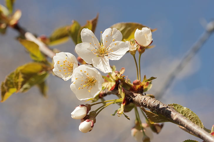 Virágszálnak Apple, tavaszi, fehér, természet, Blossom, Bloom, gyümölcsfa