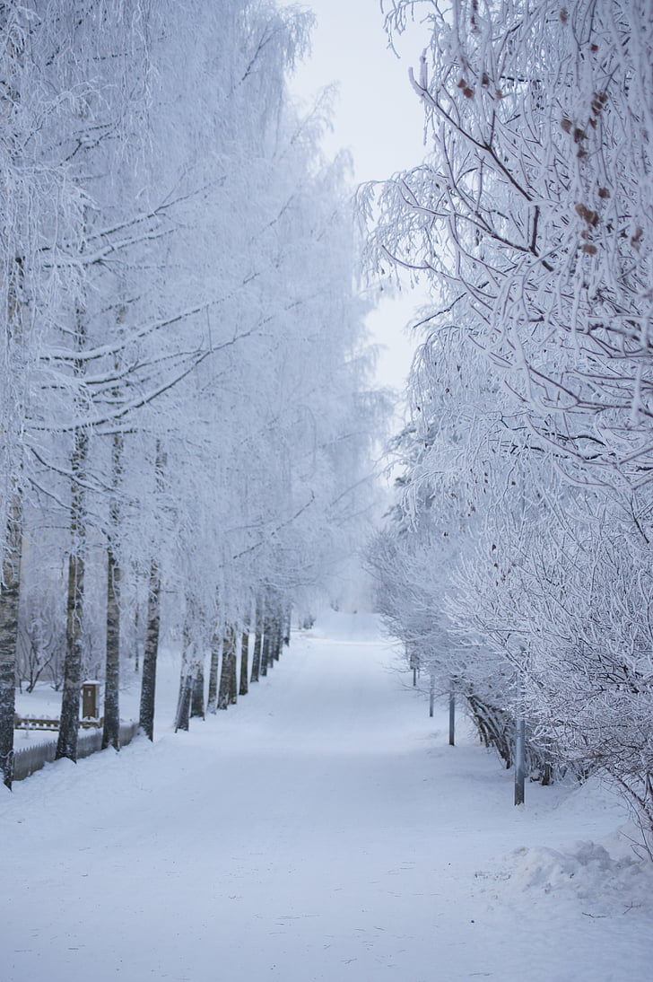 winter, snow, road, trees, frost, white, straight