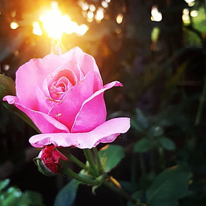 levantou-se, -de-rosa, rosas cor de rosa, pétalas, Vicky, jardim, planta