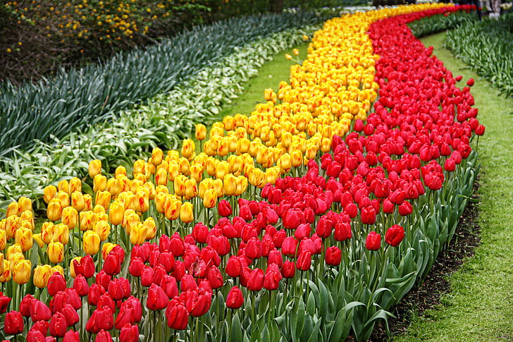 Tulipaner, haven, Keukenhof, blomst
