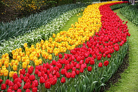 Tulipani, giardino, Keukenhof, fiore