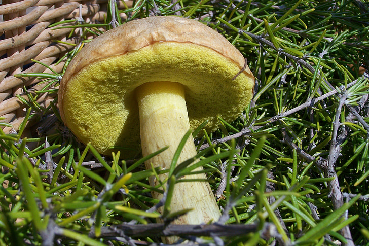 mushroom, mata-relatives, forest