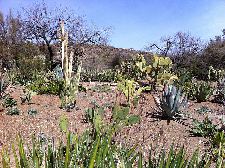 kaktus, poušť, Arizona, catcus, krajina, venku, západní