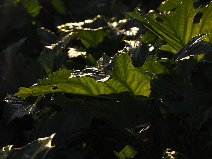leaf, green, large, huge, back light, light and shadow, acanthus mollis