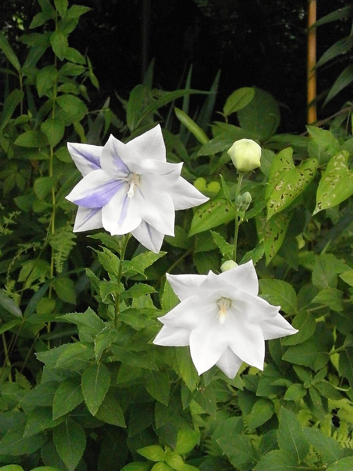 kikyo, platycodon grandiflorum bir dc, beyaz çiçekler, mor, yaz çiçek