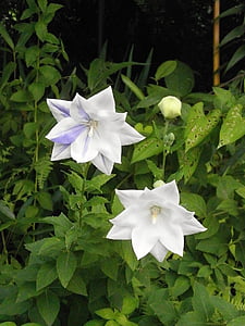 Kikyo, platycodon grandiflorum dc, valkoiset kukat, violetti, Kesän kukat