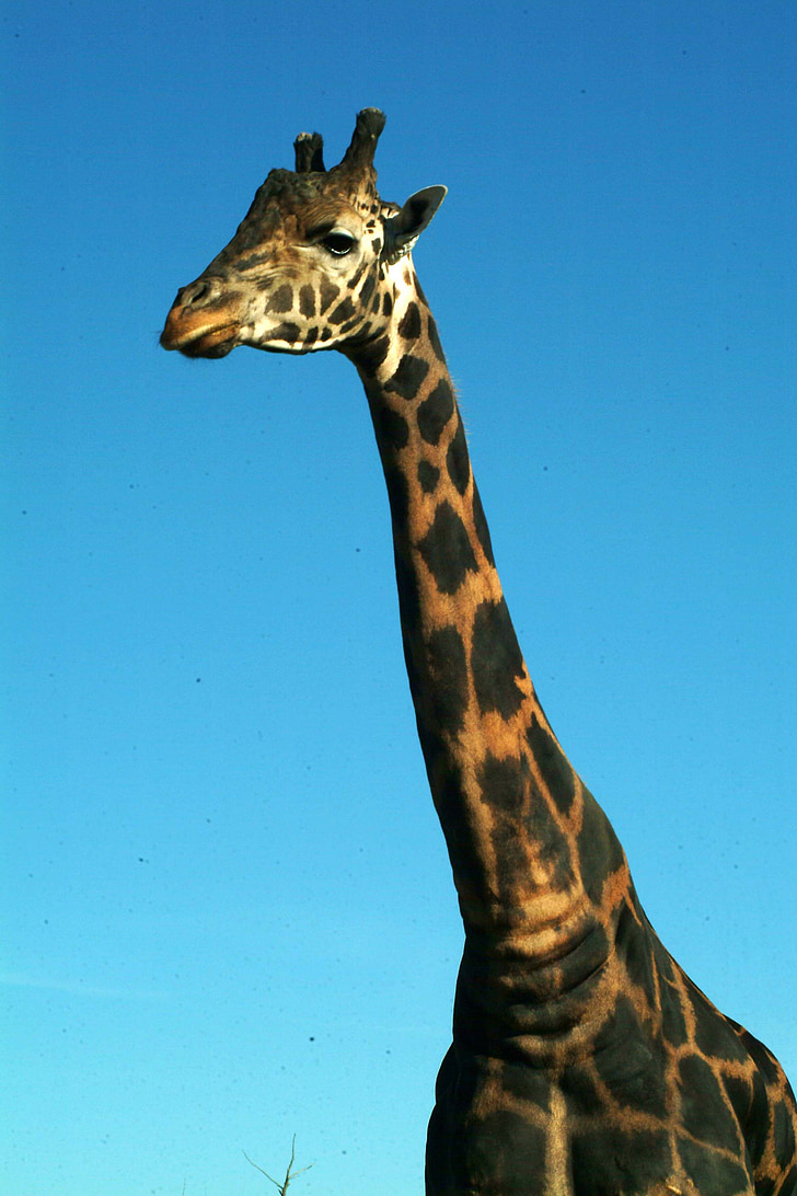 giraffee, laukinių gyvūnų, Afrika