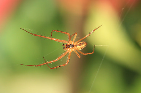 nhện, cobweb, đóng, Thiên nhiên, mạng lưới