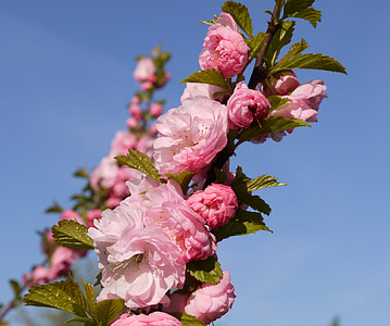 almond tree, branch, bud, flowers, almond blossom, mandelbaeumchen, ornamental shrub