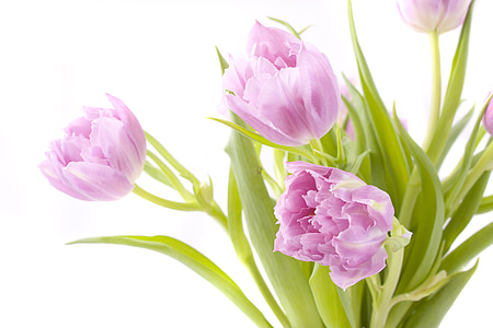 květiny, tulipány, jaro, květinové, Příroda, sezóny, léto