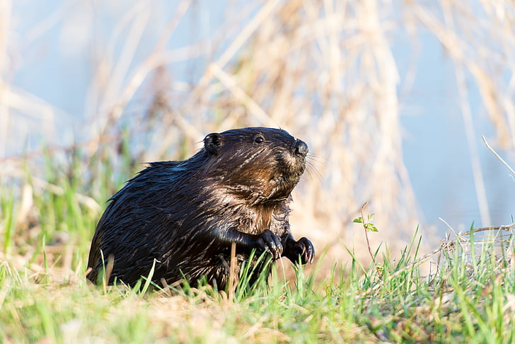 beaver, animal, canadian, wildlife, mammal, rodent, nature