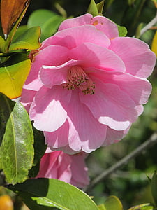 natuur, bloem, Tuin, Camellia