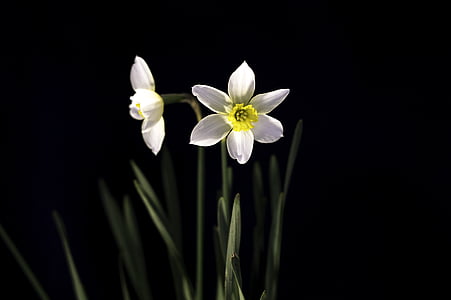 Bloom, kvetoucí, květ, rozkvět, Narcis, Narcis, kvetoucí