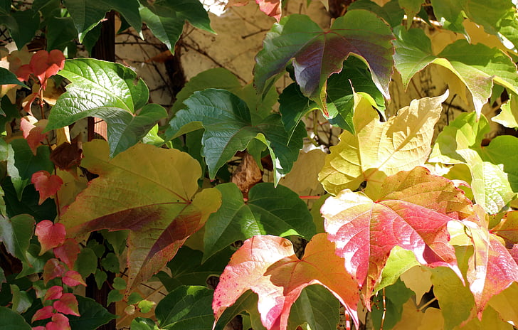 otoño, hojas, otoño dorado, vid, rojo, amarillo, verde