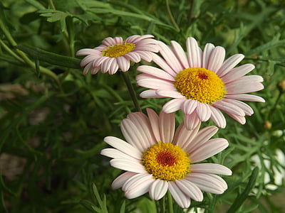 daisy, daisies, floral, plant, natural, blossom, bloom