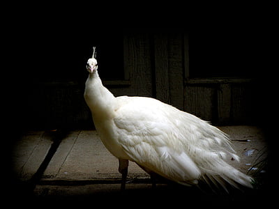 Peacock, trắng, con chim, đôi cánh, lông vũ, động vật hoang dã, mỏ