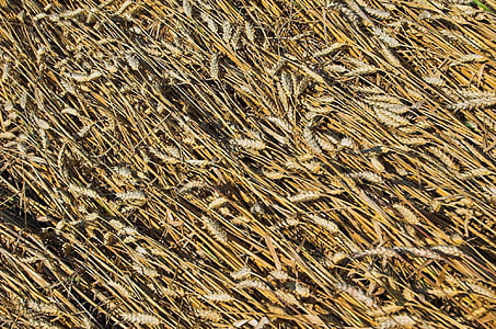 σιτάρι, σιτάρι, το πεδίο, Grains (Κόκκοι), Γεωργία, συγκομιδή, καλαμπόκι