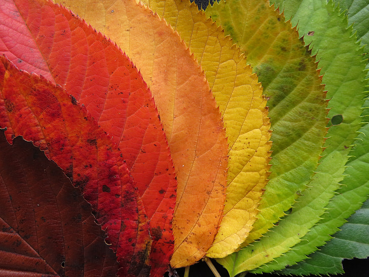 autumn leaves, fall leaves, colorful, autumn, fall, color, colourful