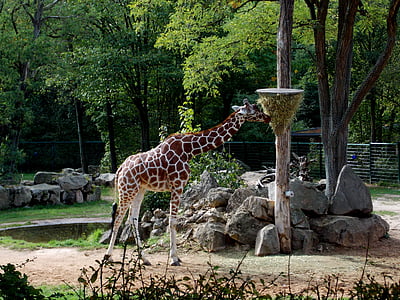 žirafa, Tiergarten, paarhufer, zoologijos sodas, žinduolis, gyvūnai, gyvūnija
