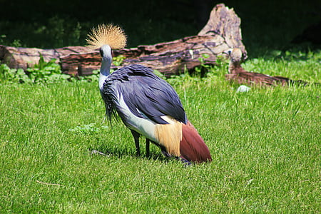östafrikanska krönt crane, krönt crane, fågel, afrikanska, krönt, Crane, vilda