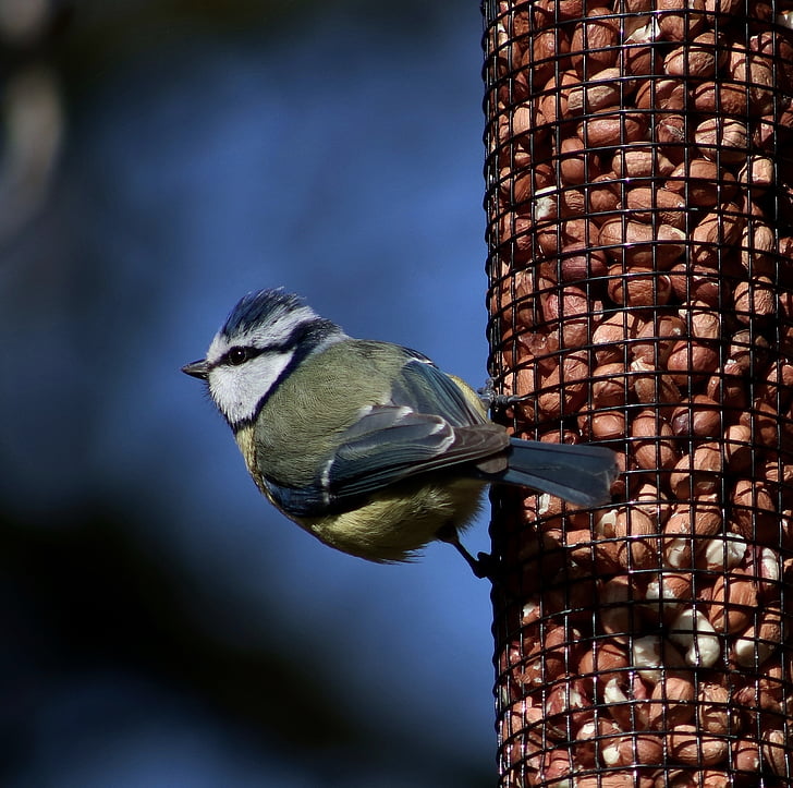 blue tit, bird, fly, peanuts, one animal, animal themes, animals in the wild