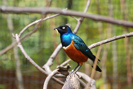 storno, uccello, blu, arancio, piumato, zoologia, colorato