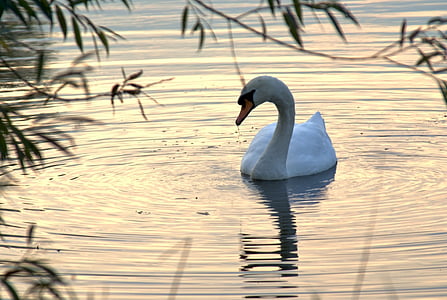 Swan, toamna, natura, Lacul, Parcul, Râul, seara