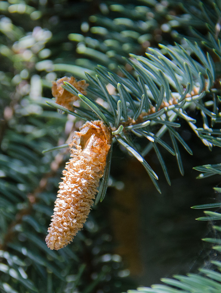 spruce, tree, conifer, pine cone, needles, branch, outdoors
