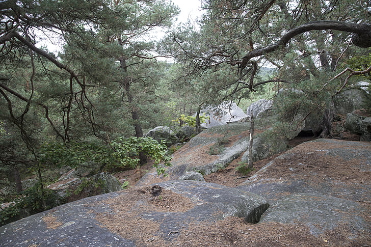 Fontainebleau, metsa, roheline, puit, Matkamine, loodus, puud