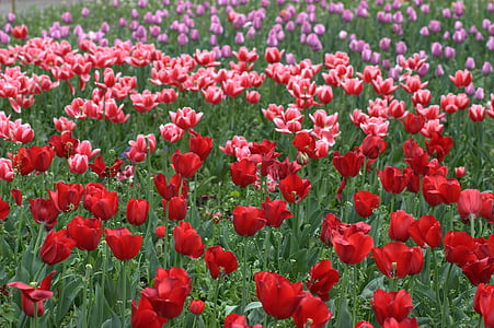 tulipanes, flores, suministros, para colorear, primavera, belleza