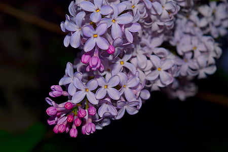 ungu, syringa, bunga, ungu, bunga, mekar, musim semi