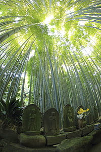 természet, levelek, zöld, bambusz, erdőben, erdő, utazás