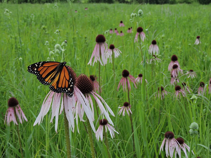 sommerfugl, Monarch, felt, Prairie, vilde blomster, ENG, sommer
