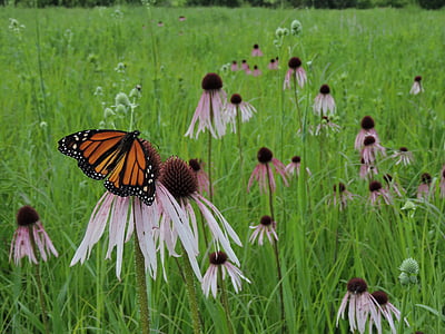 papillon, monarque, domaine, Prairie, fleurs sauvages, Meadow, été