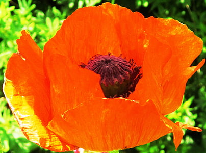 poppy, red, field, summer meadow, nature, blossom, bloom