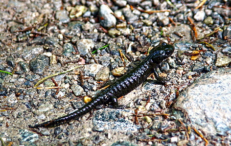 salamander, Alpenlandsalamander, zwart, natuur, dier, behoud van de natuur, Pebble
