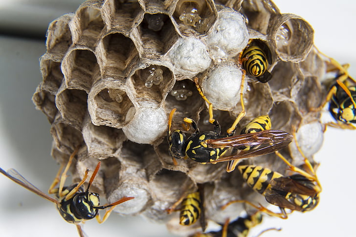 swarm, wasps, diaper, wasps' nest, insect, bee, beehive