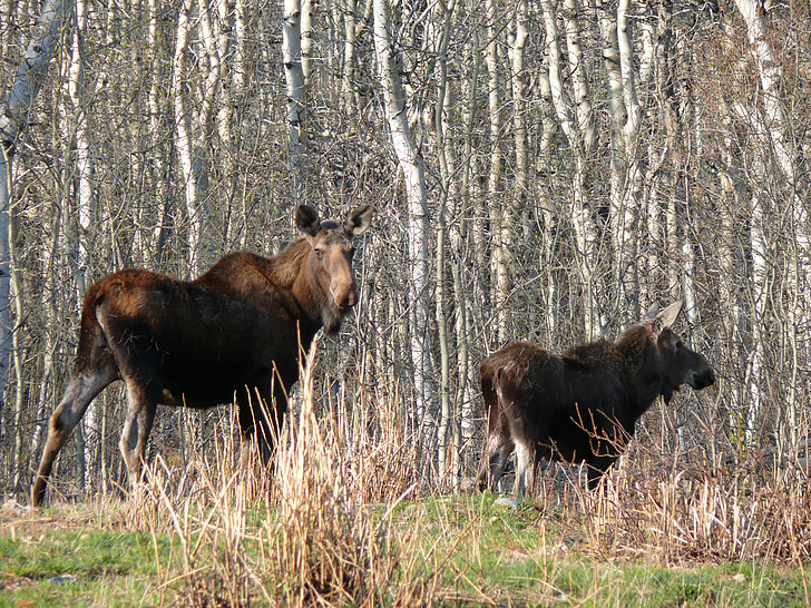 Moose, Kanadský, zviera, voľne žijúcich živočíchov, divoké, Príroda, cicavec