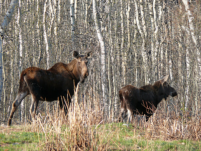 moose, canadian, animal, wildlife, wild, nature, mammal