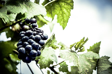 shallow, focus, photography, purple, grapes, daytime, food