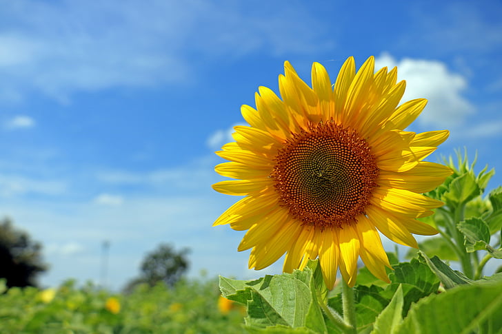 Taizeme, saulespuķes, debesis, dzeltena, daba, lauksaimniecība, vasaras