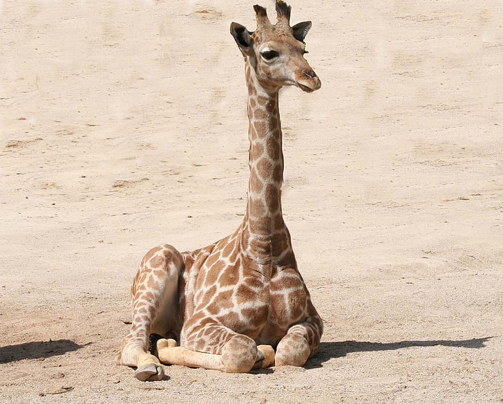 girafa, girafa nadó, mamífer, vida silvestre, zoològic, nadó, valent