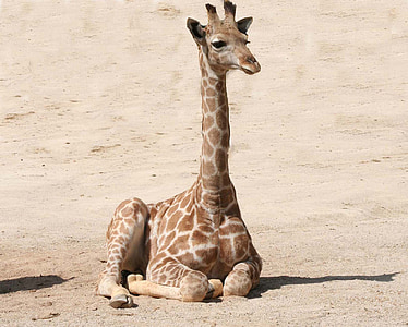giraff, Baby giraff, däggdjur, vilda djur, Zoo, Baby, Söt