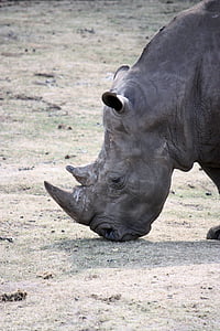 næsehorn, vilde dyr, dyr, Afrika, storvildt, næsehorn, pachyderm