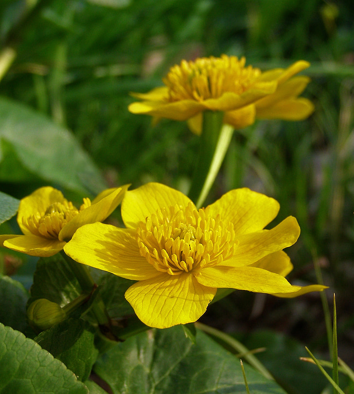 Ihr Ringelblumen, Frühling, Blume, Marsh Marigold Schlamm, gelb, Caltha palustris, Flora